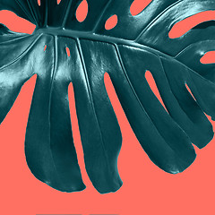 Image showing Big fresh bright evergreen leaf Monstera on a color Living Coral background. Flat lay. Decorative card. Close up.