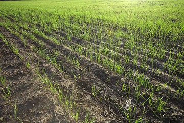 Image showing Agricultural field with plants