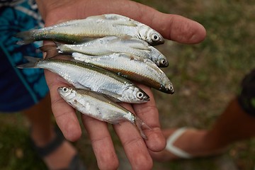 Image showing Small fish in palm