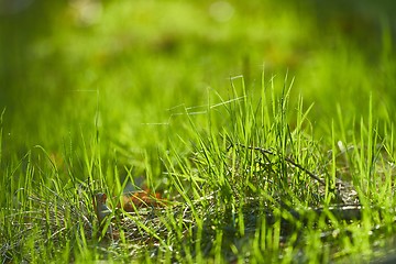 Image showing Green Grass Field