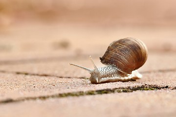 Image showing Snail crawling on the ground