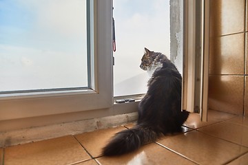 Image showing Cat staring outside