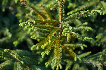 Image showing Pine Tree Closeup
