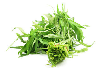 Image showing Water spinach or morning glory 