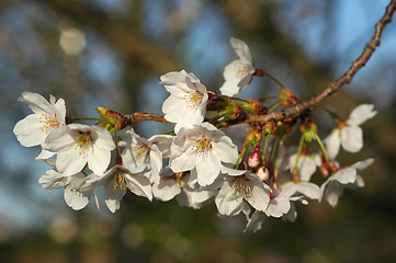 Image showing Beautiful cherry blossom sakura