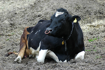 Image showing Black and white cow on the field