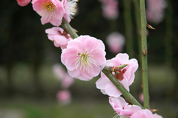 Image showing Beautifully blossoming reddish plum blossom