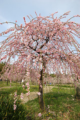 Image showing Beautifully blossoming reddish plum blossom