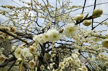 Image showing Beautiful white plum blossom flower 