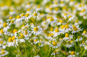 Image showing Camomille flowers grow at meadow