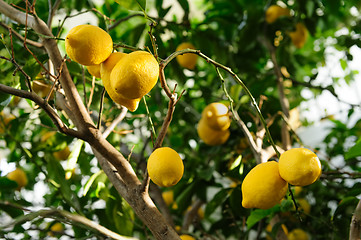 Image showing Lemon fruits hanging on tree