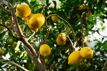 Image showing Lemon fruits hanging on tree