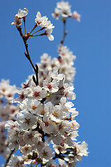 Image showing Beautiful cherry blossom sakura