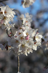 Image showing Beautiful cherry blossom sakura