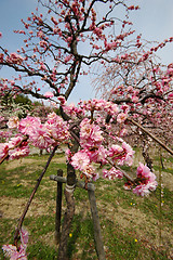 Image showing Beautifully blossoming reddish plum blossom