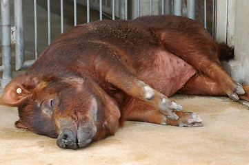 Image showing Brown pig is sleeping