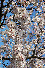 Image showing Beautiful cherry blossom sakura