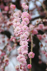 Image showing Beautifully blossoming reddish plum blossom