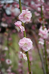 Image showing Beautifully blossoming reddish plum blossom