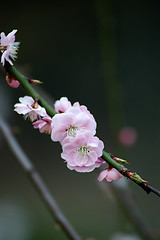 Image showing Beautifully blossoming reddish plum blossom