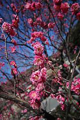 Image showing Pink plum blossom flowers