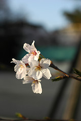 Image showing Beautiful cherry blossom sakura