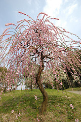 Image showing Beautifully blossoming reddish plum blossom