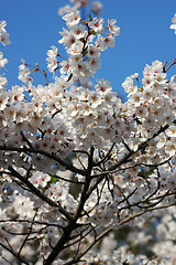 Image showing Beautiful cherry blossom sakura