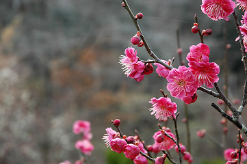 Image showing Beautifully blossoming reddish plum blossom