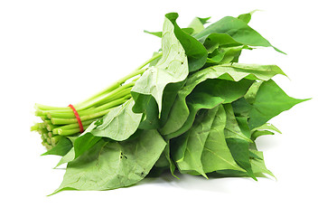 Image showing Bunch of sweet potatos leaves