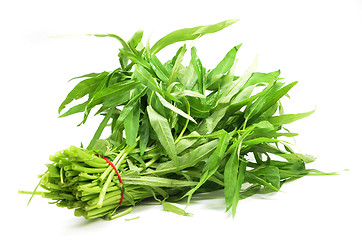 Image showing Water spinach or morning glory