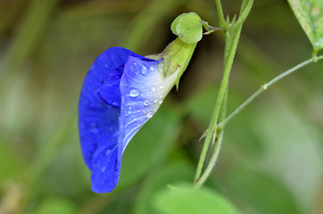 Image showing Beautiful fresh blue pea flower