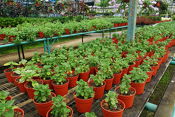 Image showing Different flowers in pots