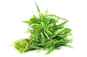 Image showing Water spinach or morning glory