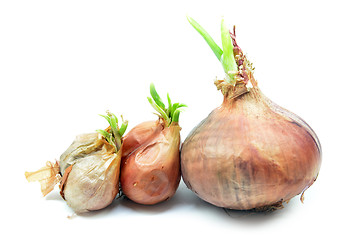 Image showing Onion bulb with green sprout