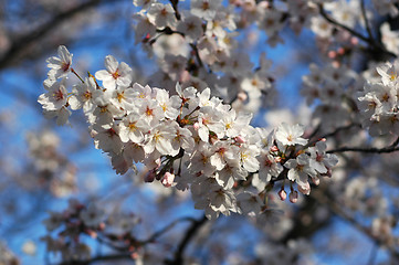 Image showing Beautiful cherry blossom sakura