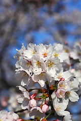 Image showing Beautiful cherry blossom sakura