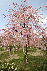 Image showing Beautifully blossoming reddish plum blossom
