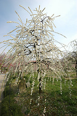 Image showing Beautiful white plum blossom flower