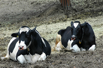 Image showing Black and white cow on the field 