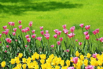 Image showing Beautiful bright colorful tulips