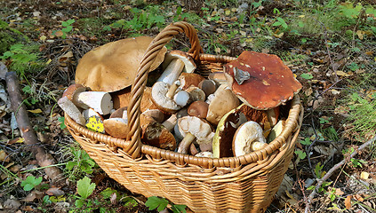 Image showing Basket with edible mushrooms