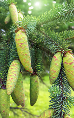 Image showing Branch of coniferous tree with young green cones