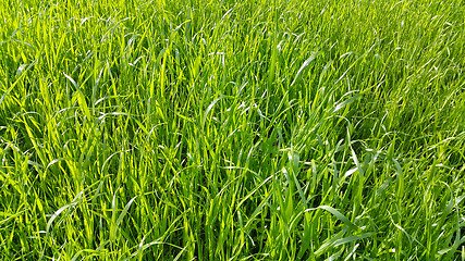 Image showing Fresh green grass close-up