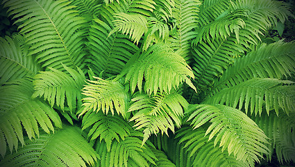 Image showing Green fresh fern branches