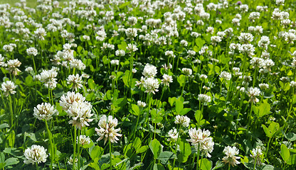 Image showing Beautiful white clover on a summer meadow