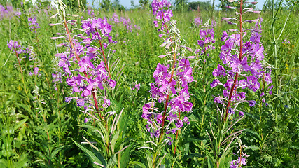Image showing Beautiful Willow-herb flowers