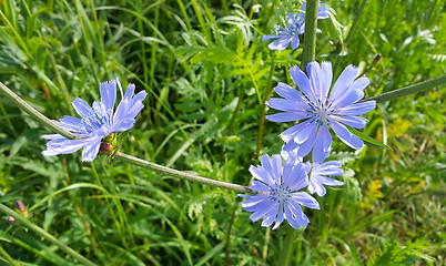 Image showing Blue flowers of natural chicory