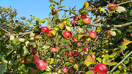 Image showing Branches of an apple tree with ripe red fruits