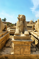 Image showing Ram Headed Sphinx front view, Karnak Temple, Luxor, Egypt